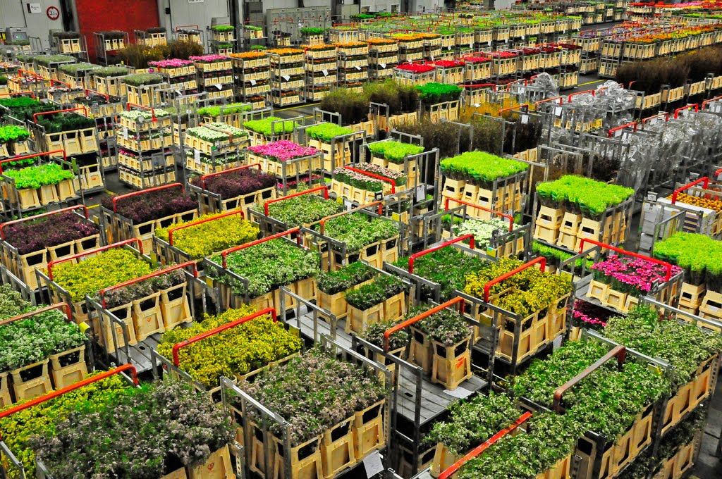 bloemenveiling aalsmeer