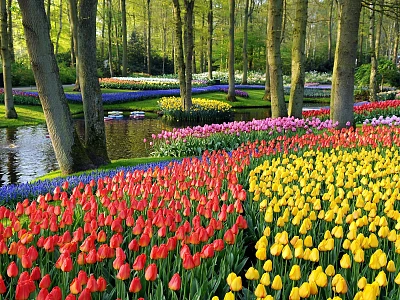 Keukenhof Gardens Park