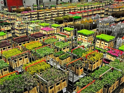bloemenveiling aalsmeer